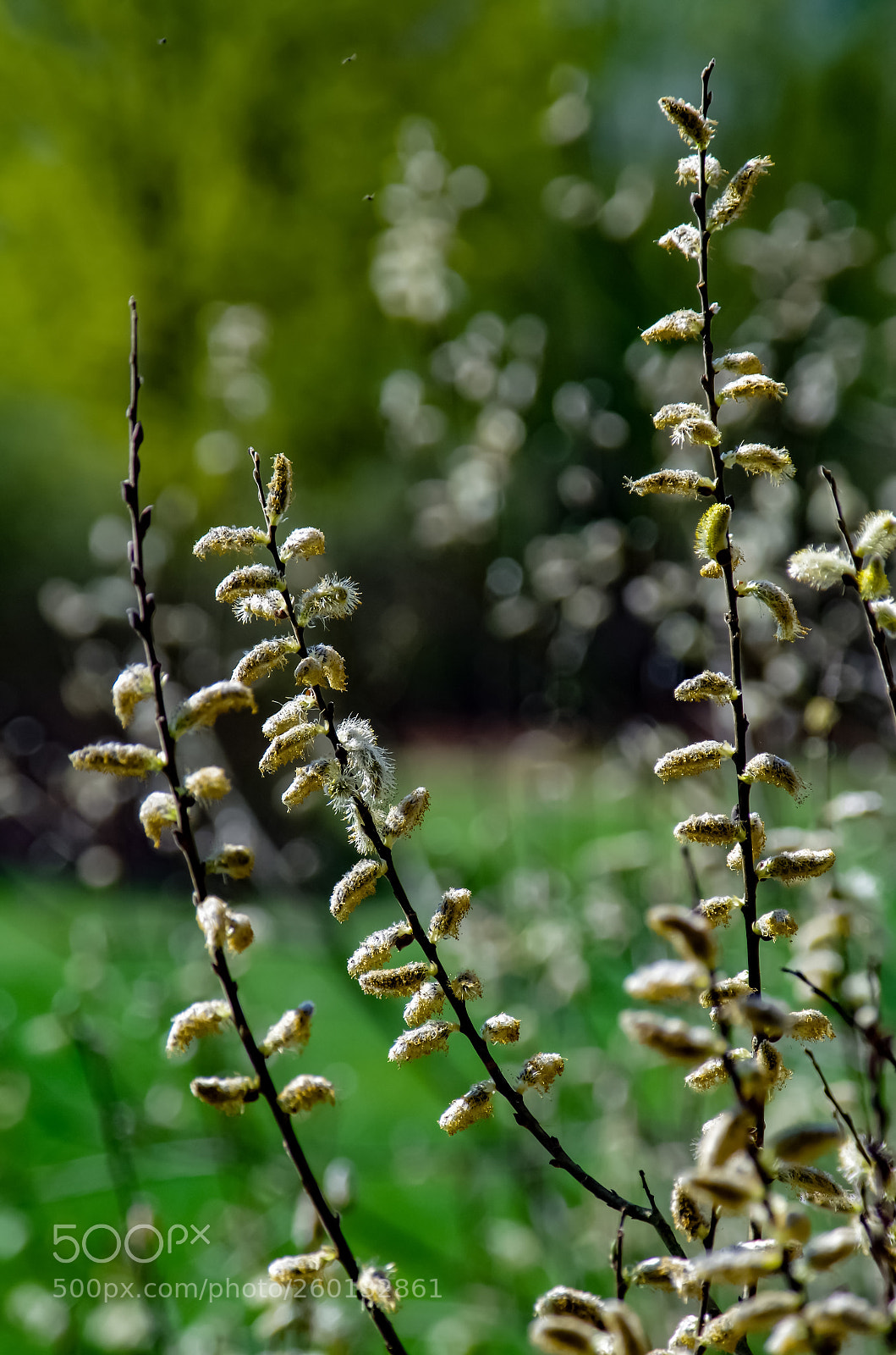 Pentax K-30 sample photo. Flowering willows photography