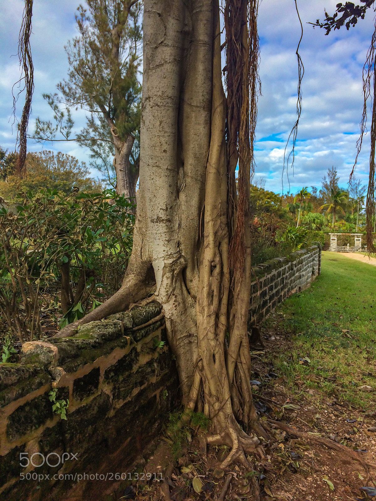 Apple iPhone 5s sample photo. Tree roots photography