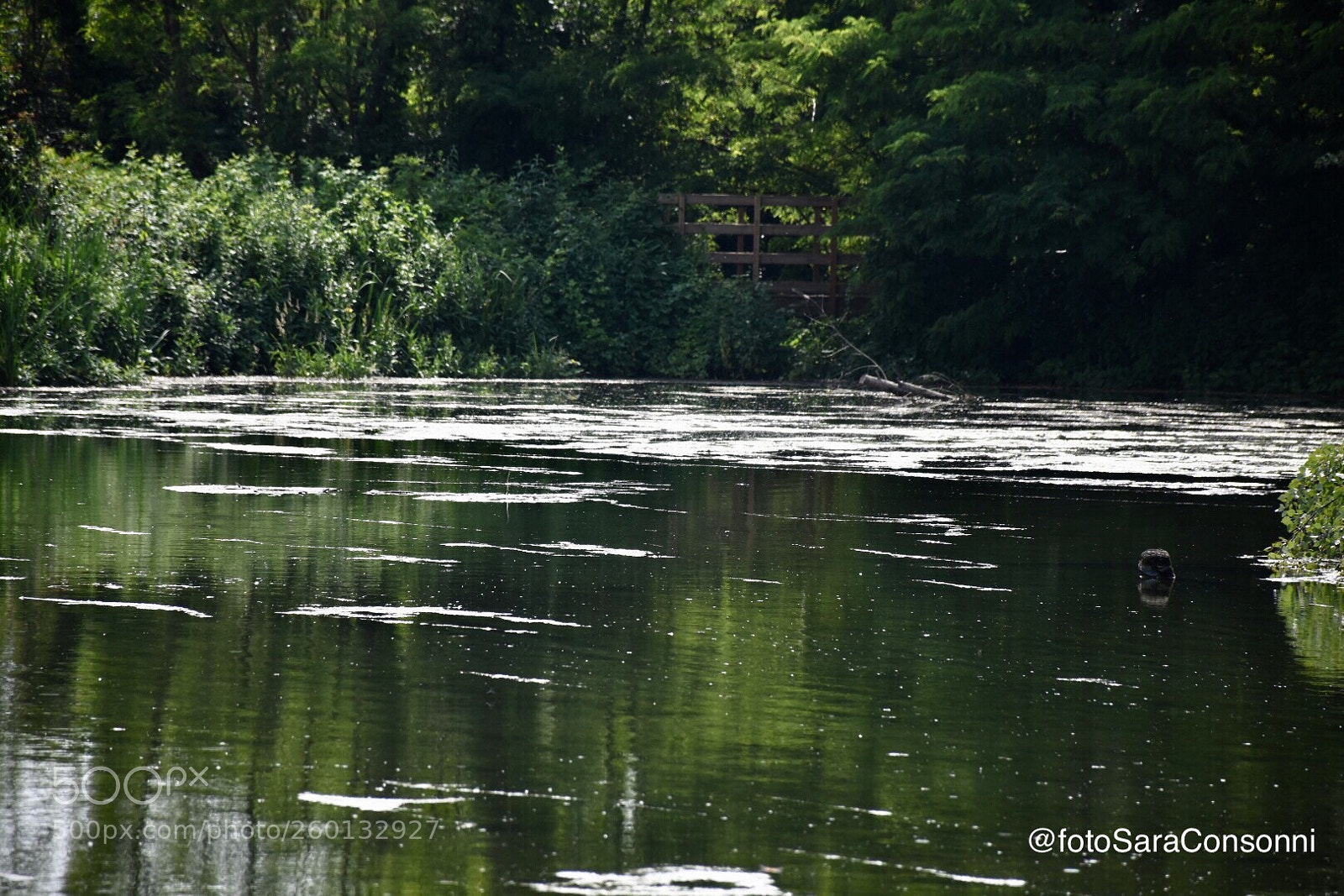 Nikon D7200 sample photo. Natura photography