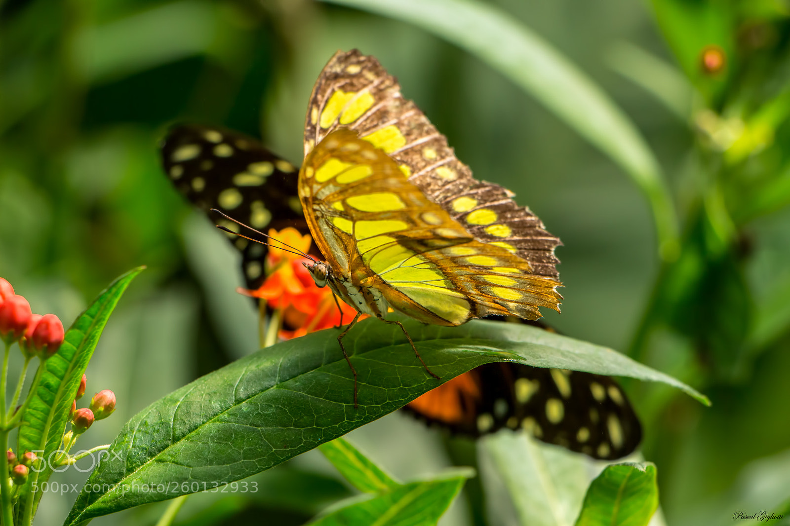 Canon EOS 700D (EOS Rebel T5i / EOS Kiss X7i) sample photo. Beautiful butterfly photography