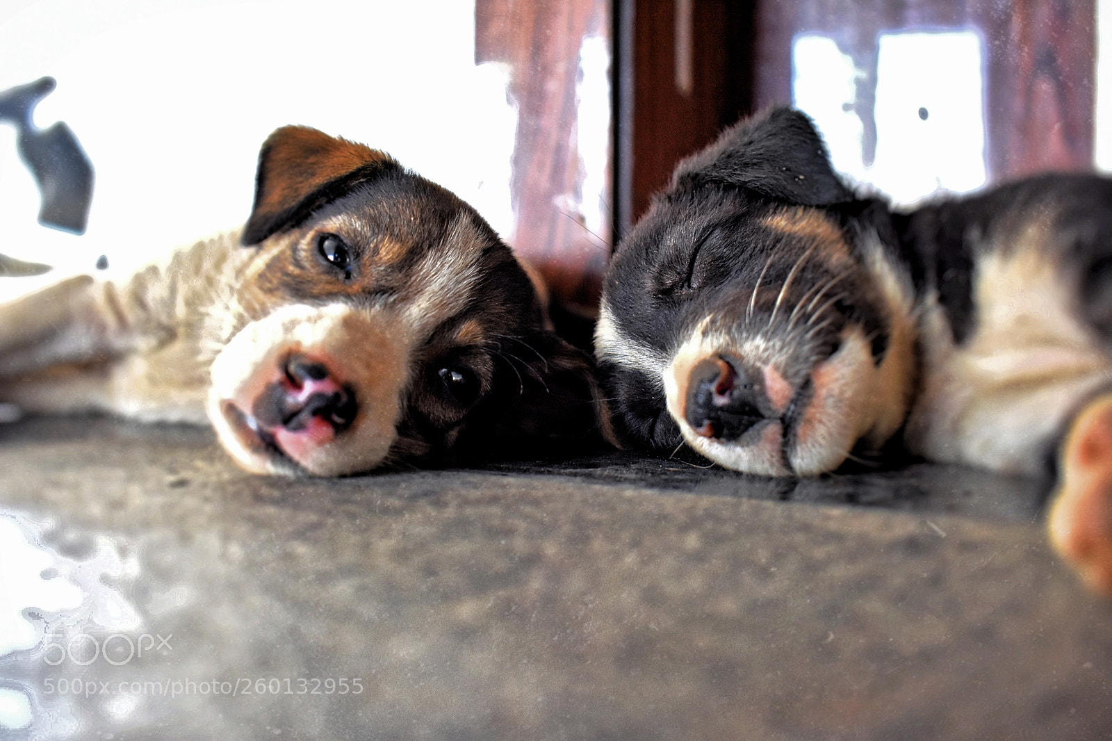 Nikon D3400 sample photo. Sleeping photography