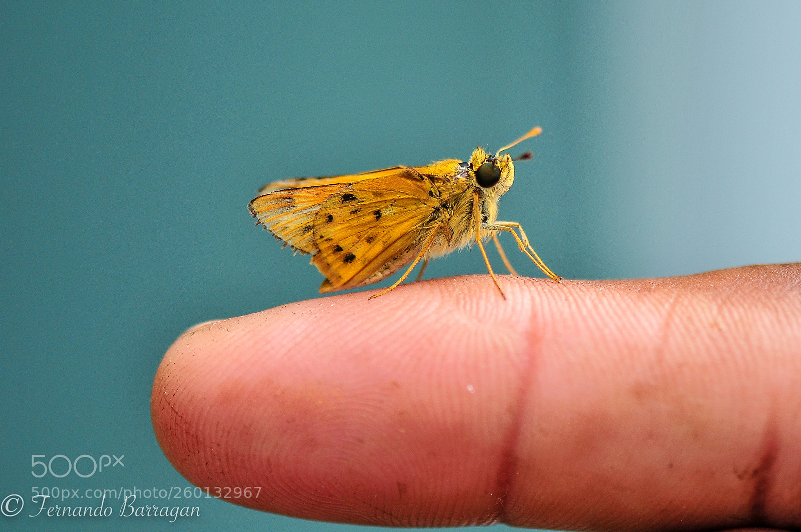 Nikon D300S sample photo. Mariposa y dedo photography