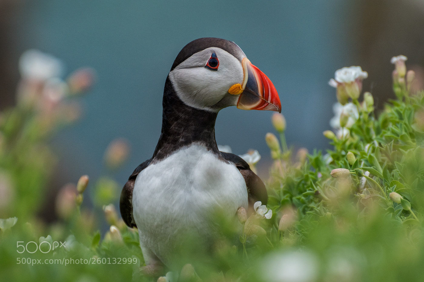 Nikon D810 sample photo. The puffin photography