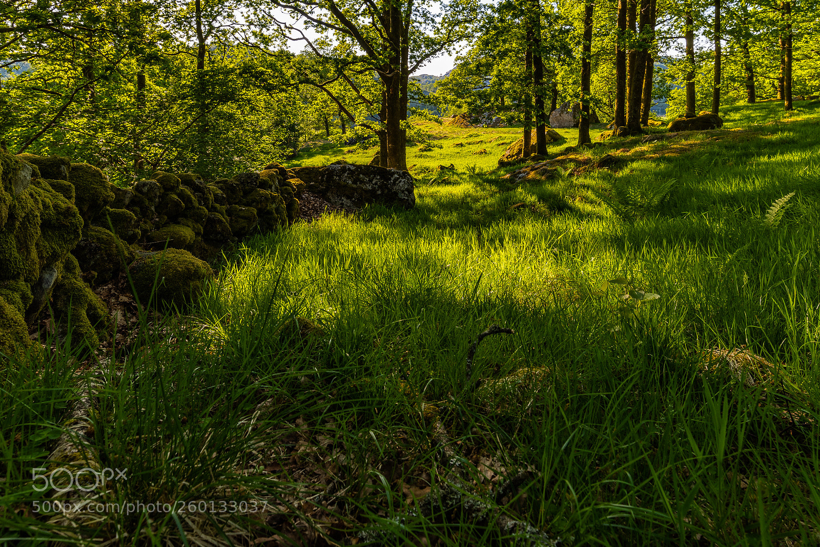 Nikon D750 sample photo. The oak forest at photography
