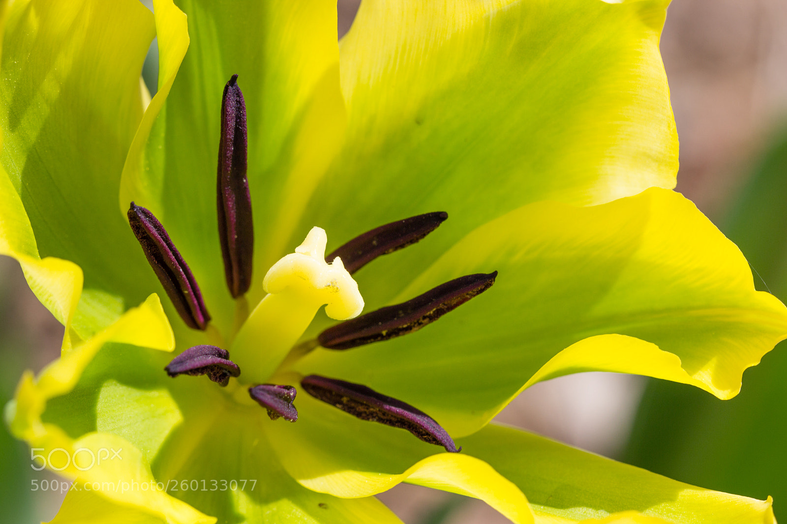 Canon EOS 600D (Rebel EOS T3i / EOS Kiss X5) sample photo. Coeur de tulipe photography