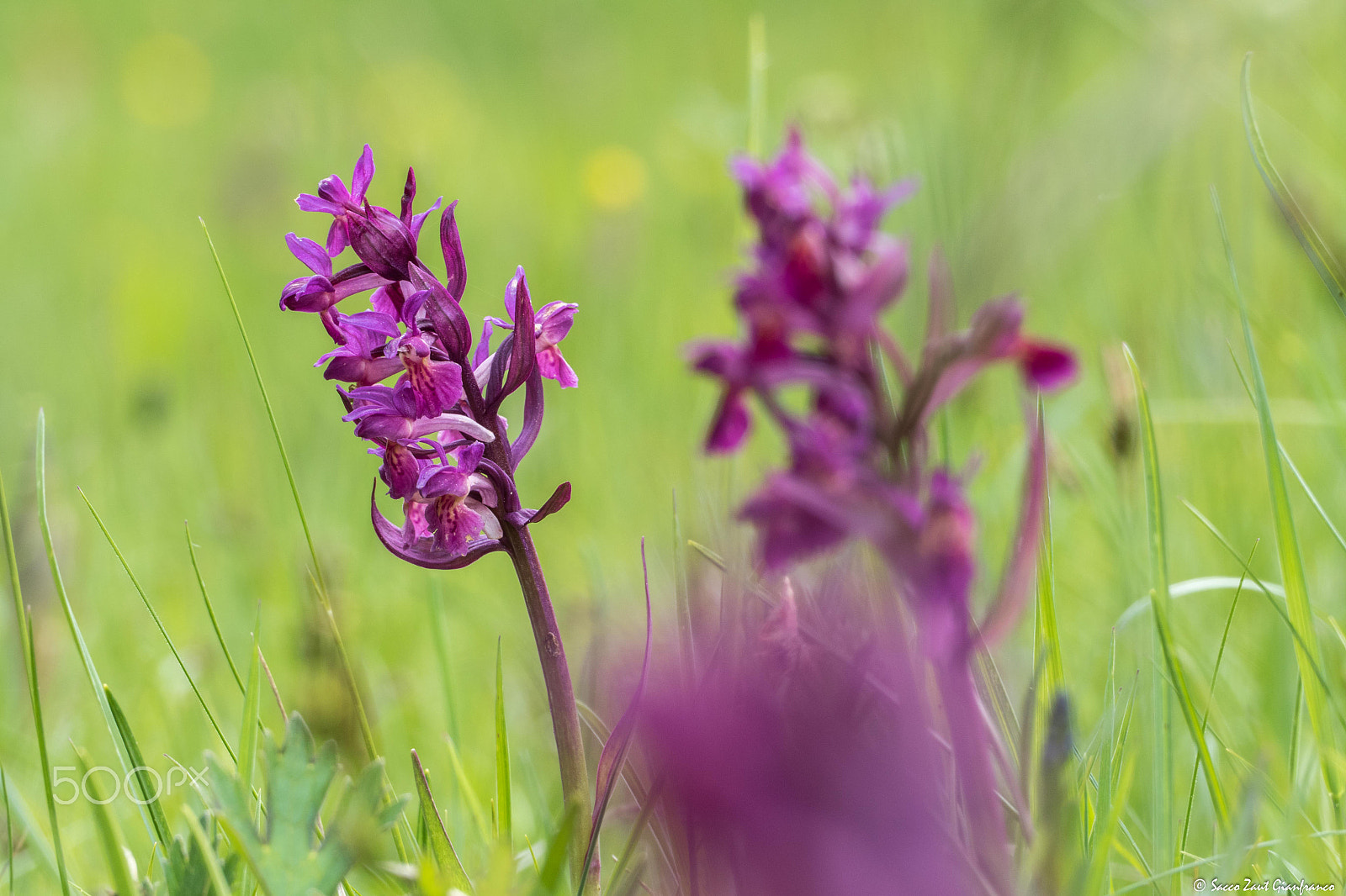 Leica V-Lux (Typ 114) sample photo. Dactylorhiza sambucina photography