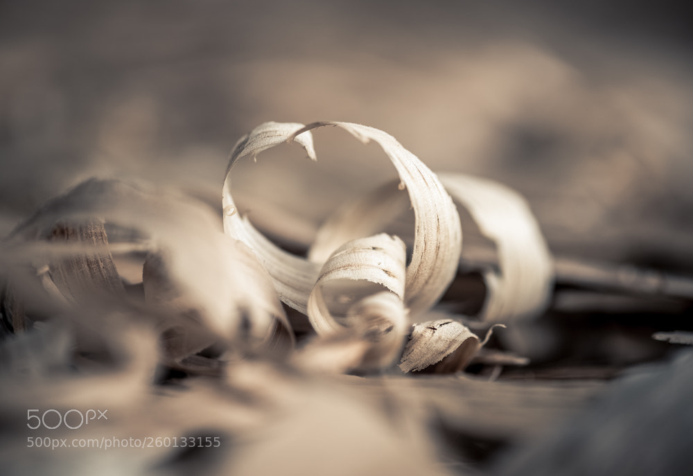 Nikon D750 sample photo. Wood chips photography