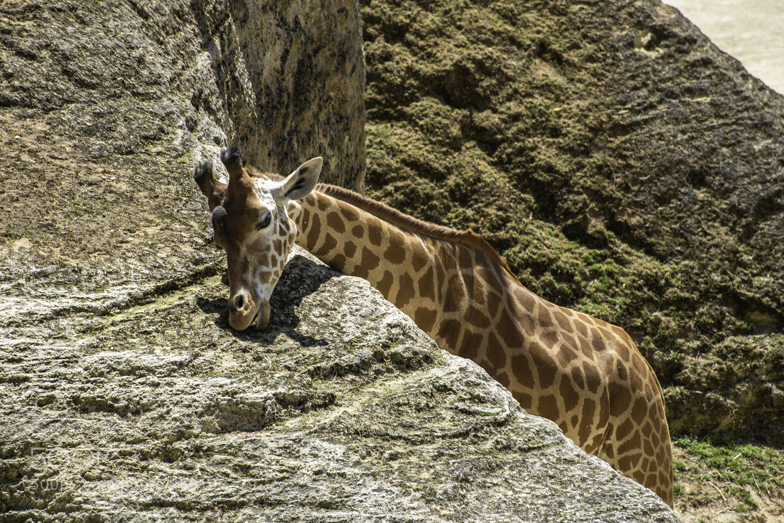 Nikon D750 sample photo. Girafe d'afrique centrale photography