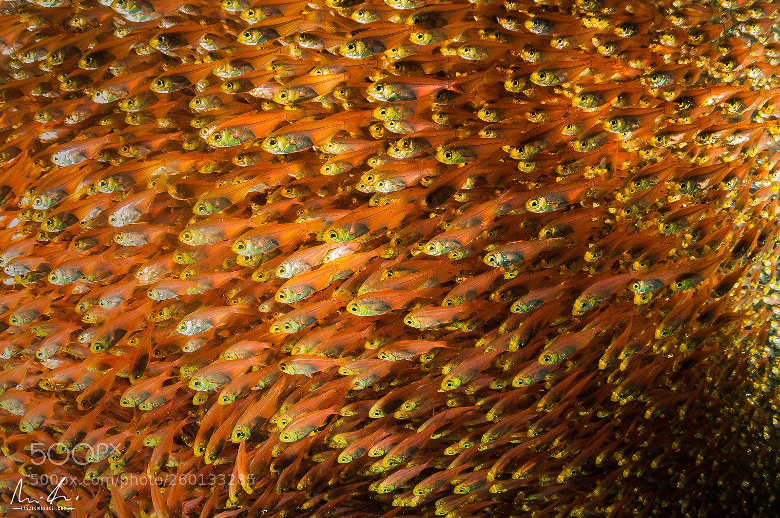 Nikon D300 sample photo. School of glassfish photography