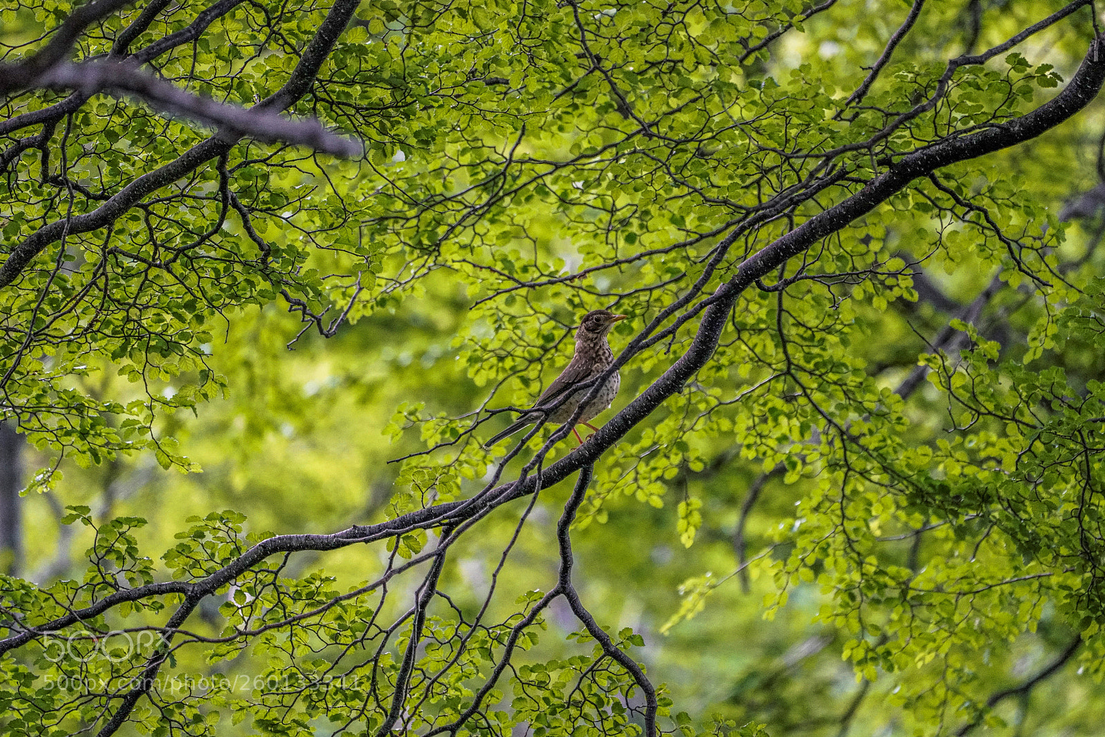 Sony a7R II sample photo. Zorzal photography