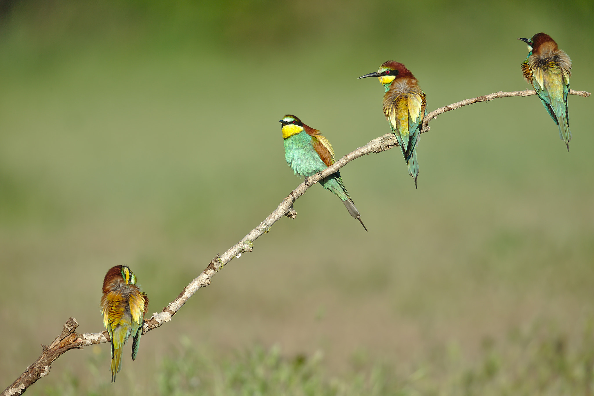 Canon EOS-1D X + Canon EF 300mm F2.8L IS II USM sample photo. European bee eater photography