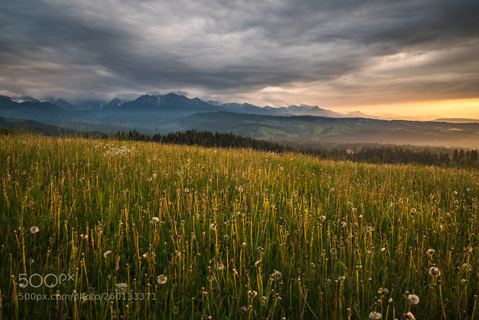Nikon D750 sample photo. The tatras, dandelions meadow photography