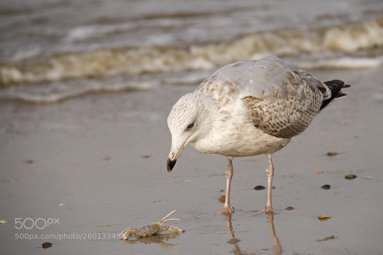 Canon EOS 7D sample photo. Crap! don't eat me! photography