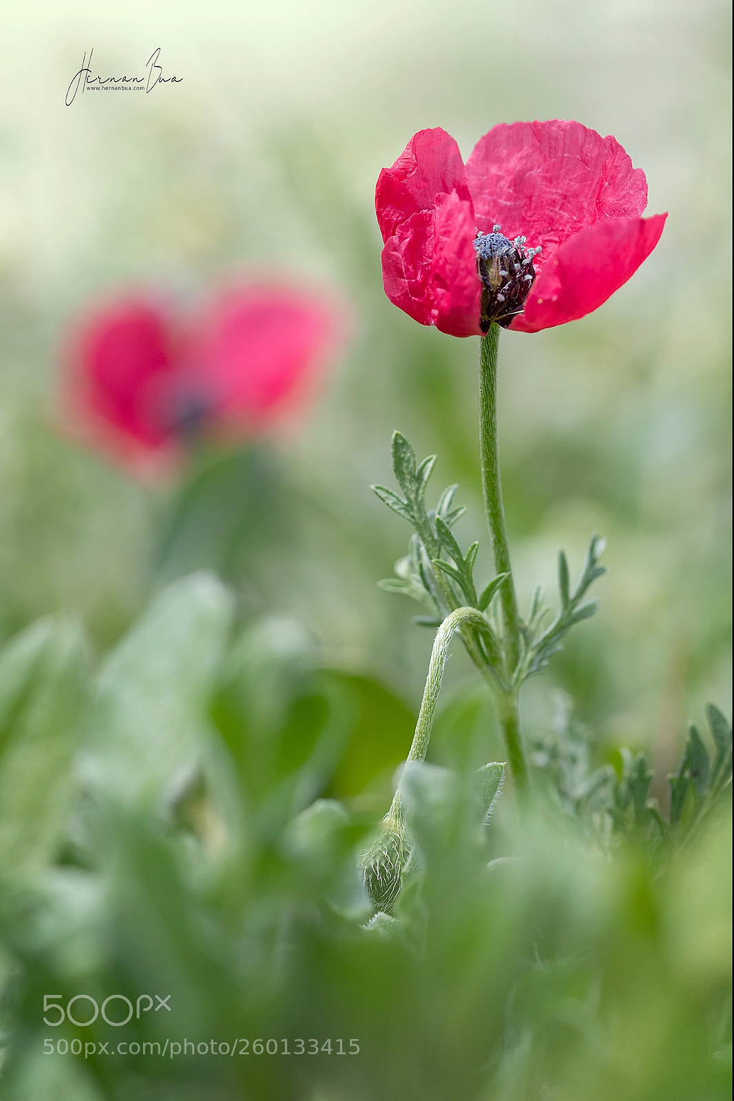 Nikon D500 sample photo. Soft spring vii photography