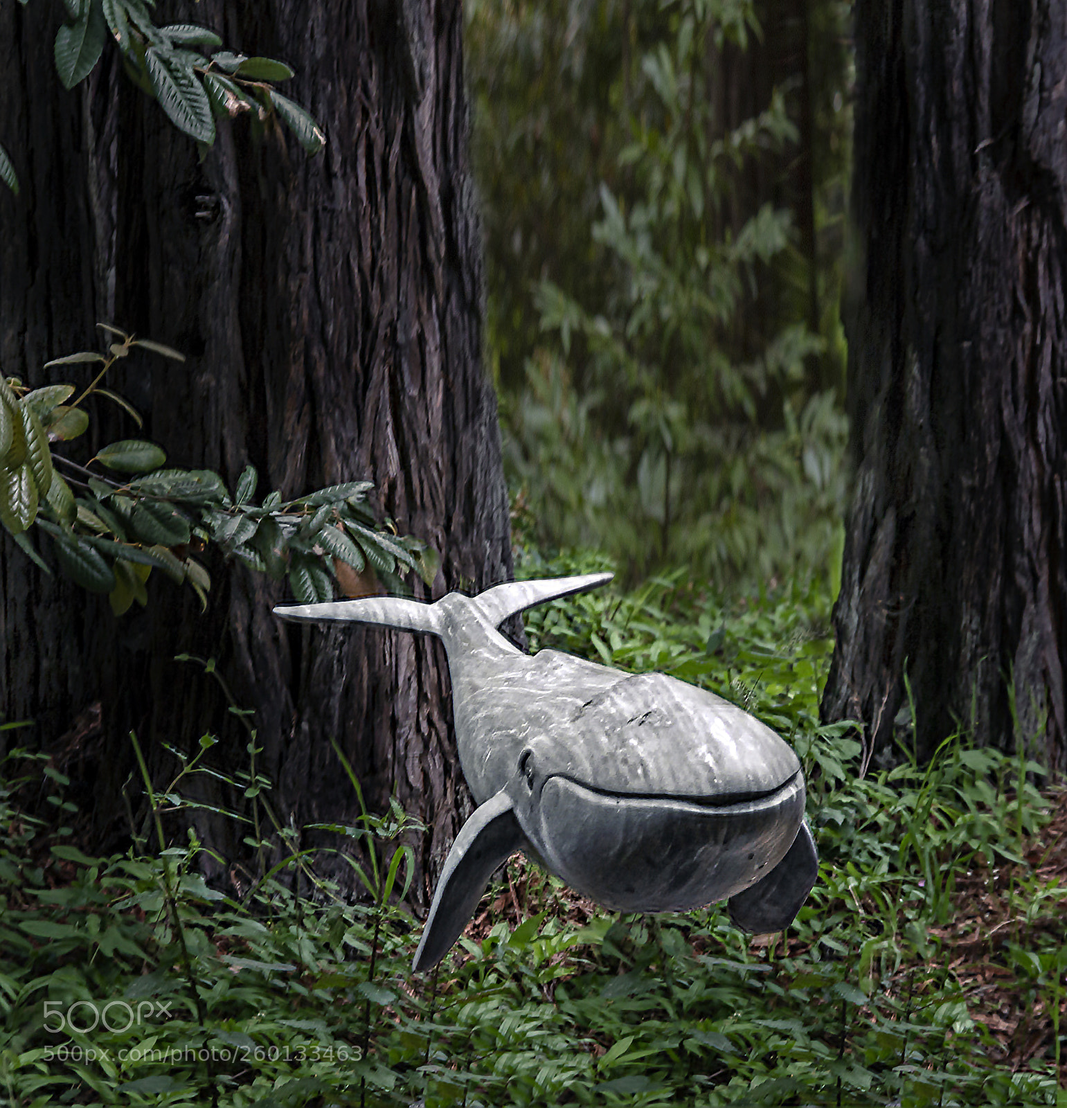 Canon EOS 70D sample photo. Forest whale photography