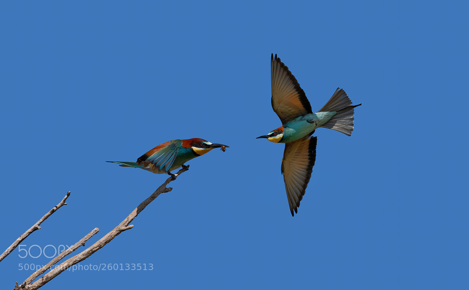 Nikon D850 sample photo. Bee eater photography