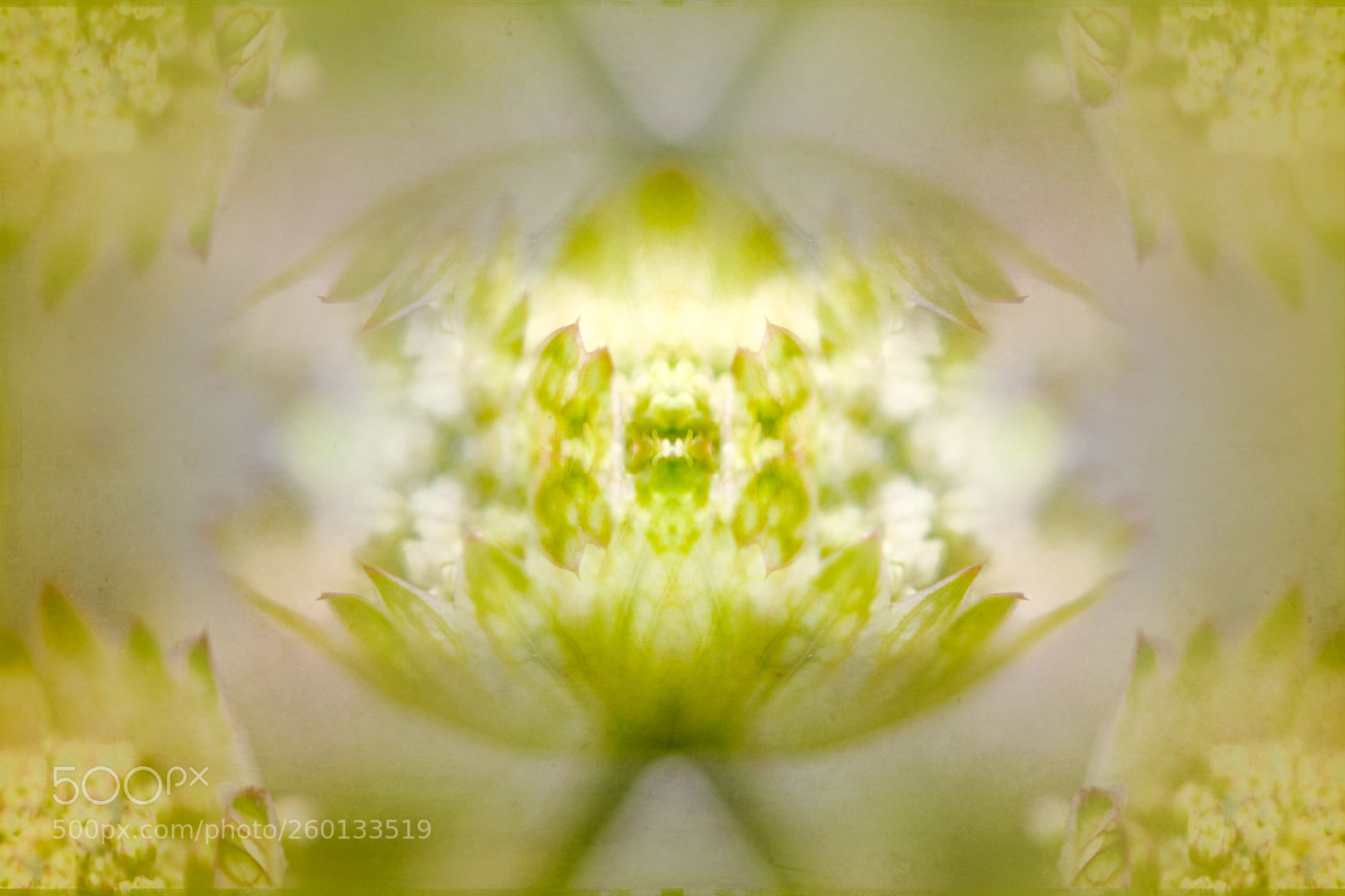 Canon EOS 70D sample photo. Abstract flower photography