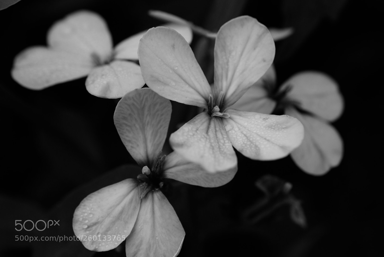 Nikon D3000 sample photo. Noir florals photography