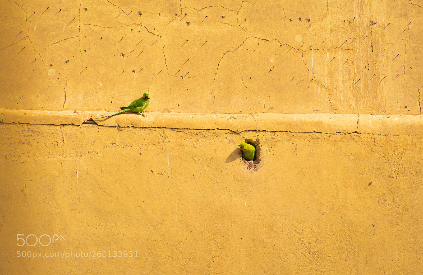Nikon D5200 sample photo. A pair of parakeets! photography