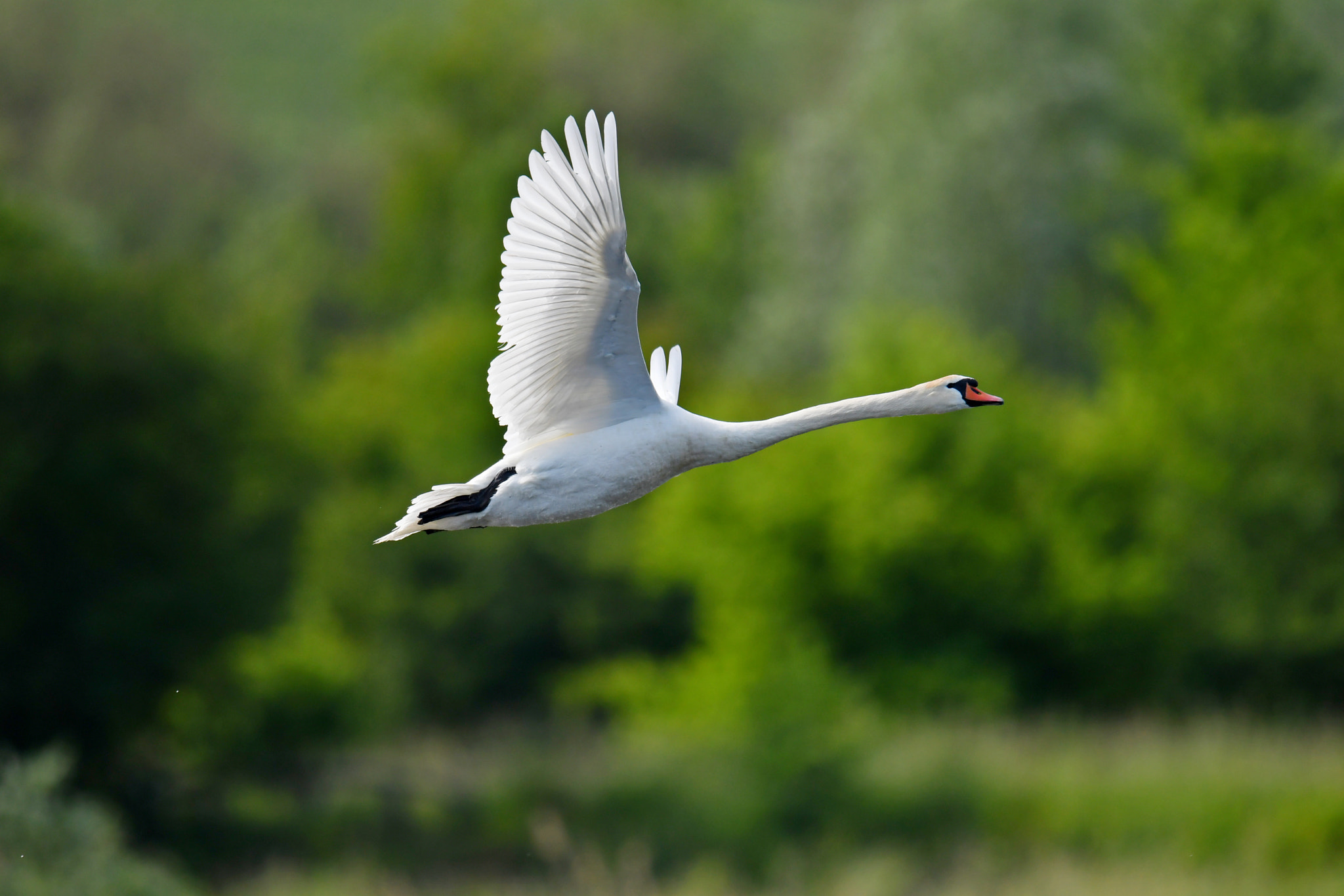 Nikon D500 sample photo. Mute swan photography