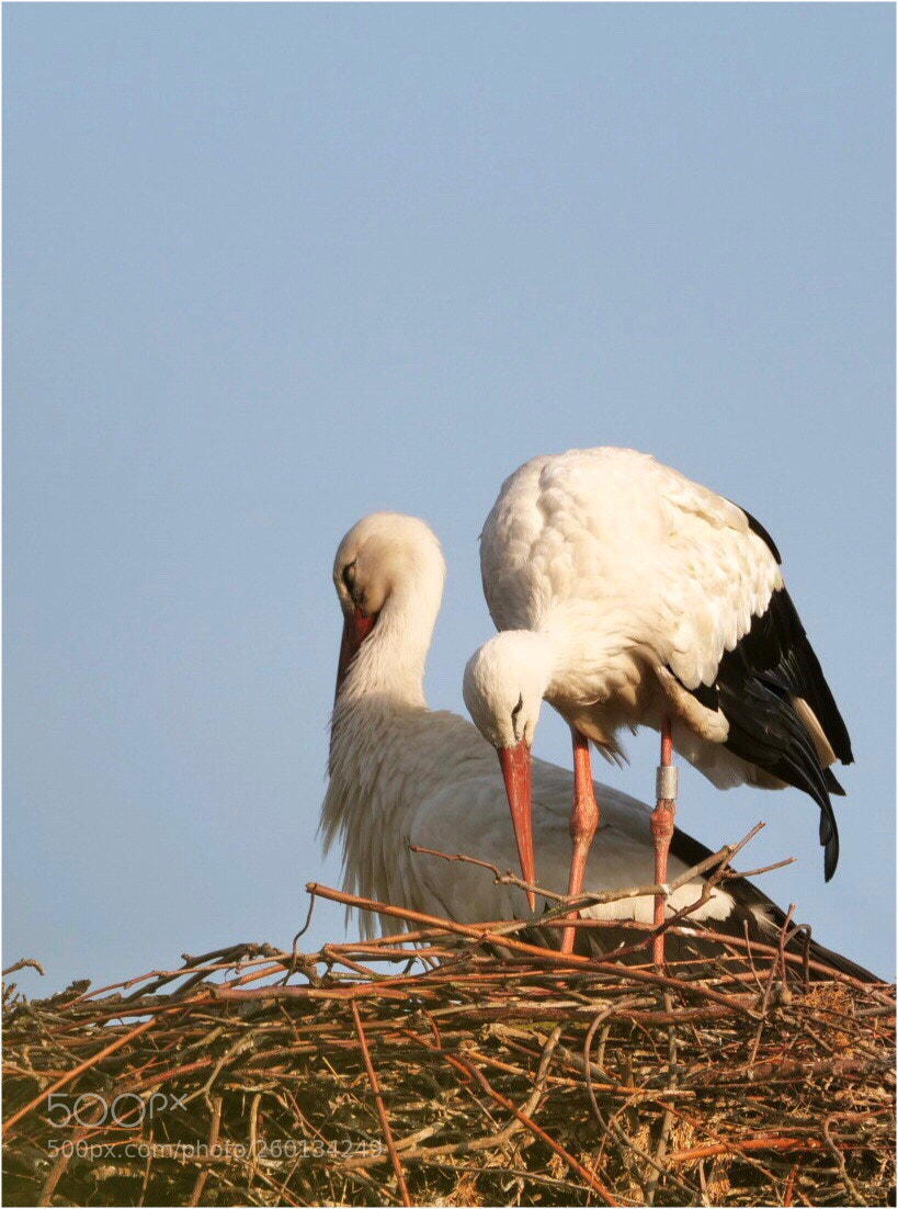 Panasonic Lumix DC-G9 sample photo. Love is.....sharing  photography