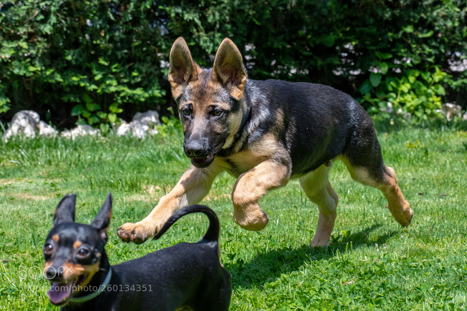 Nikon D7500 sample photo. Dogs playing photography