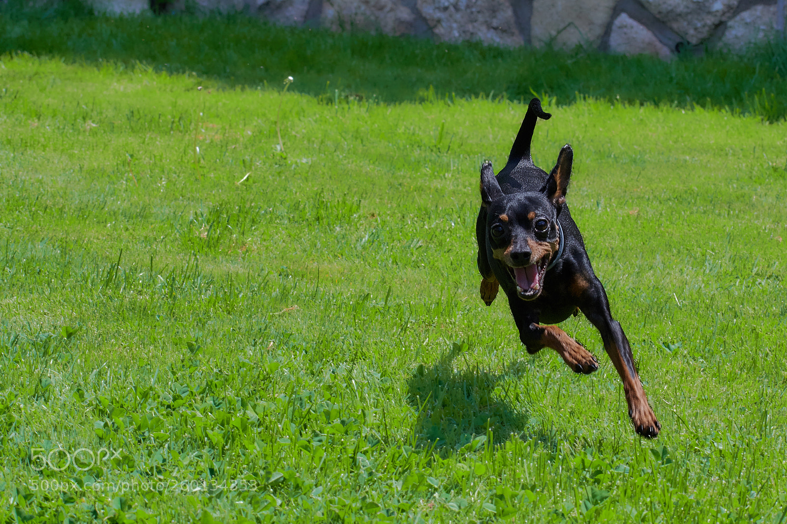 Nikon D7500 sample photo. Mini pincher jumping photography