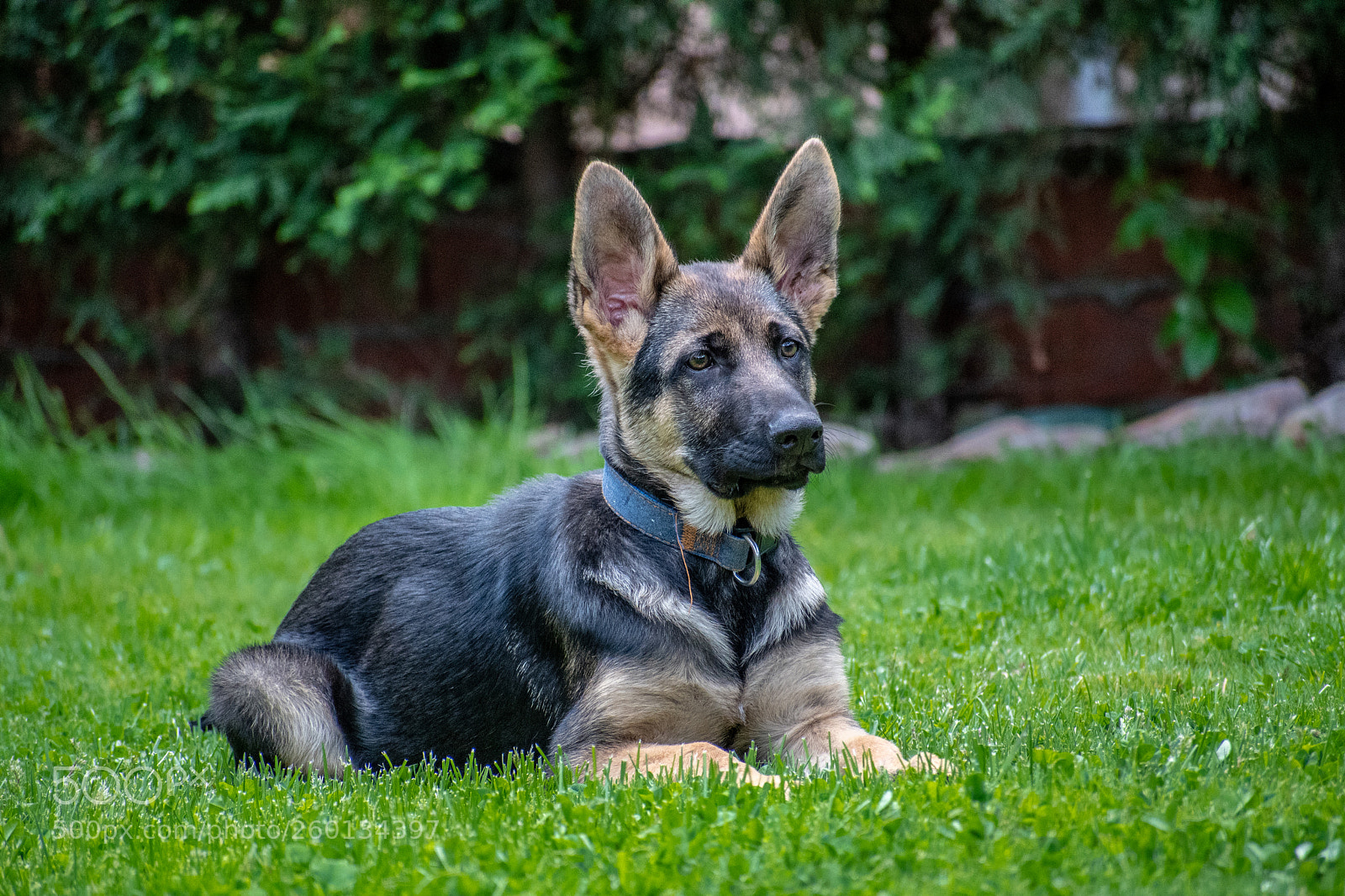 Nikon D7500 sample photo. German sheperd puppy photography