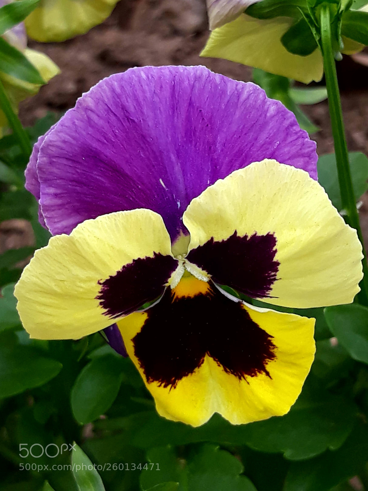 Samsung Galaxy J5 sample photo. Untitled photography
