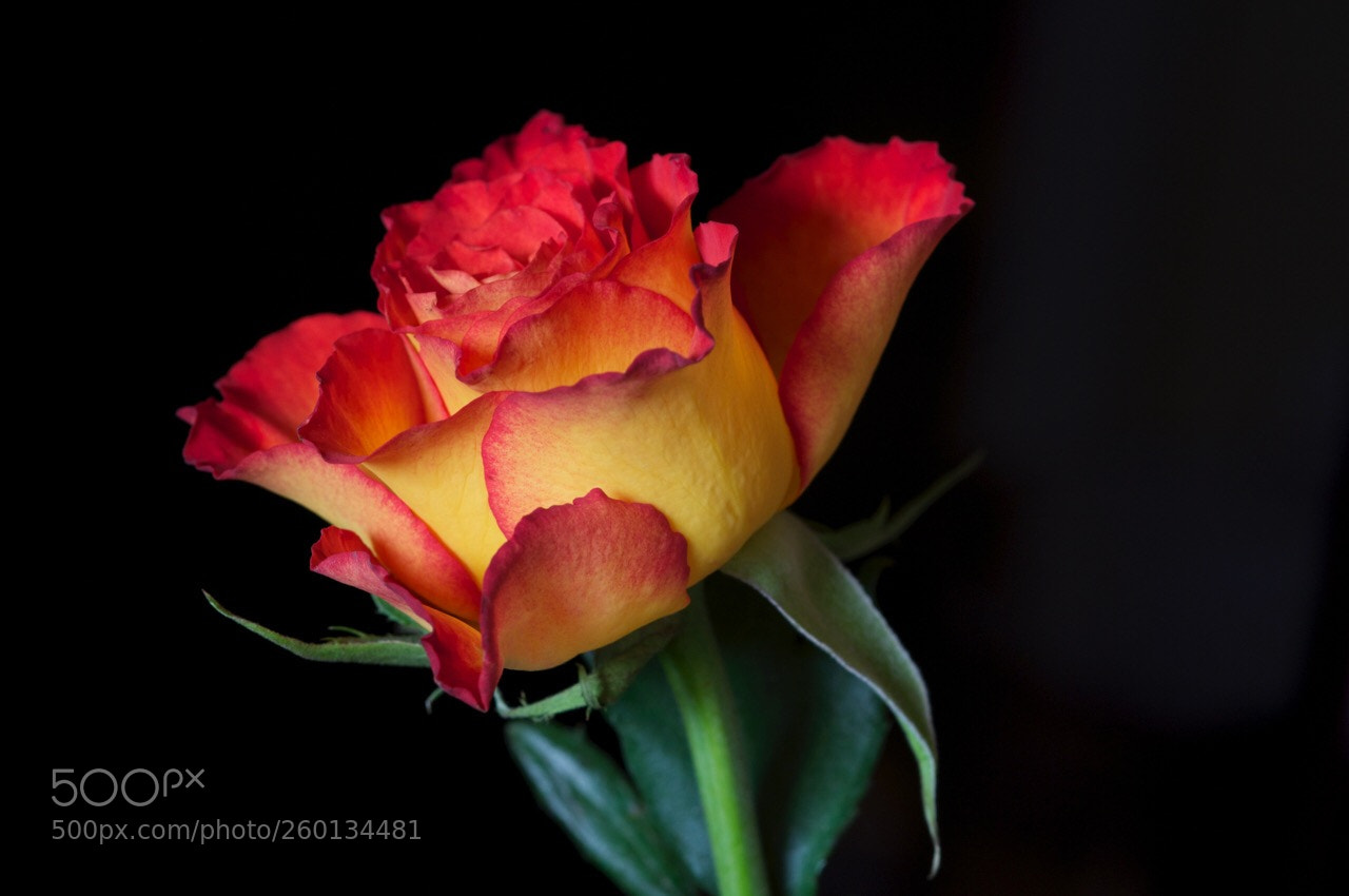 Nikon D300S sample photo. Untitled photography