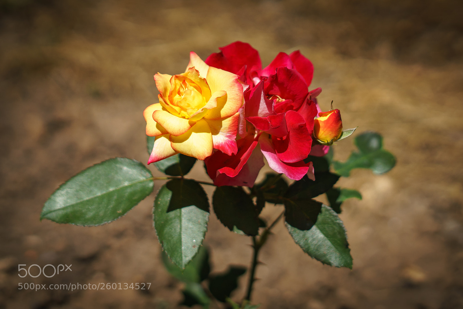 Sony a7 II sample photo. Color combinations photography