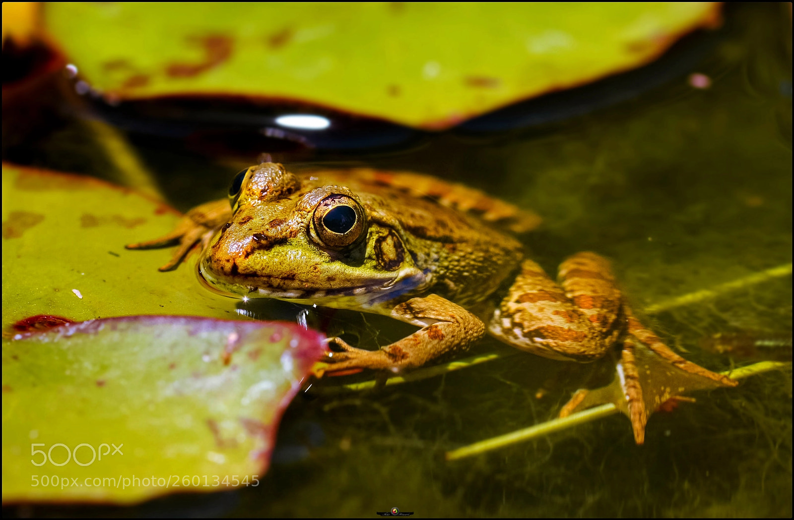 Canon EOS 40D sample photo. The frog photography