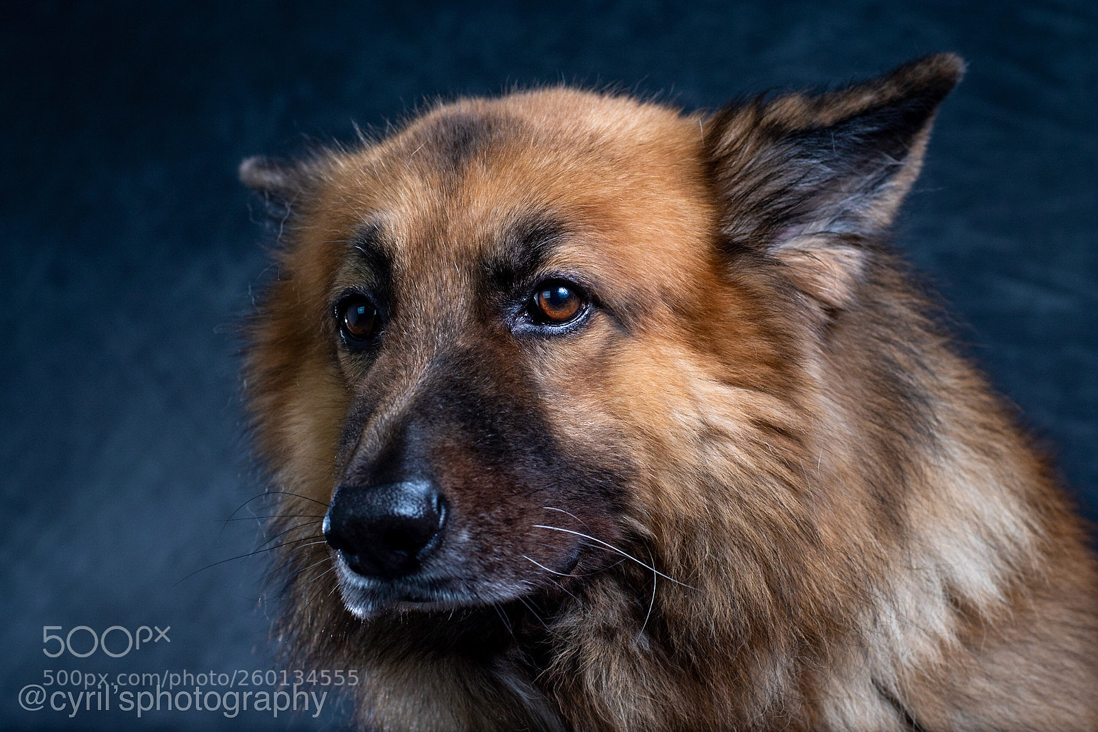 Nikon D5500 sample photo. A handsome boy photography