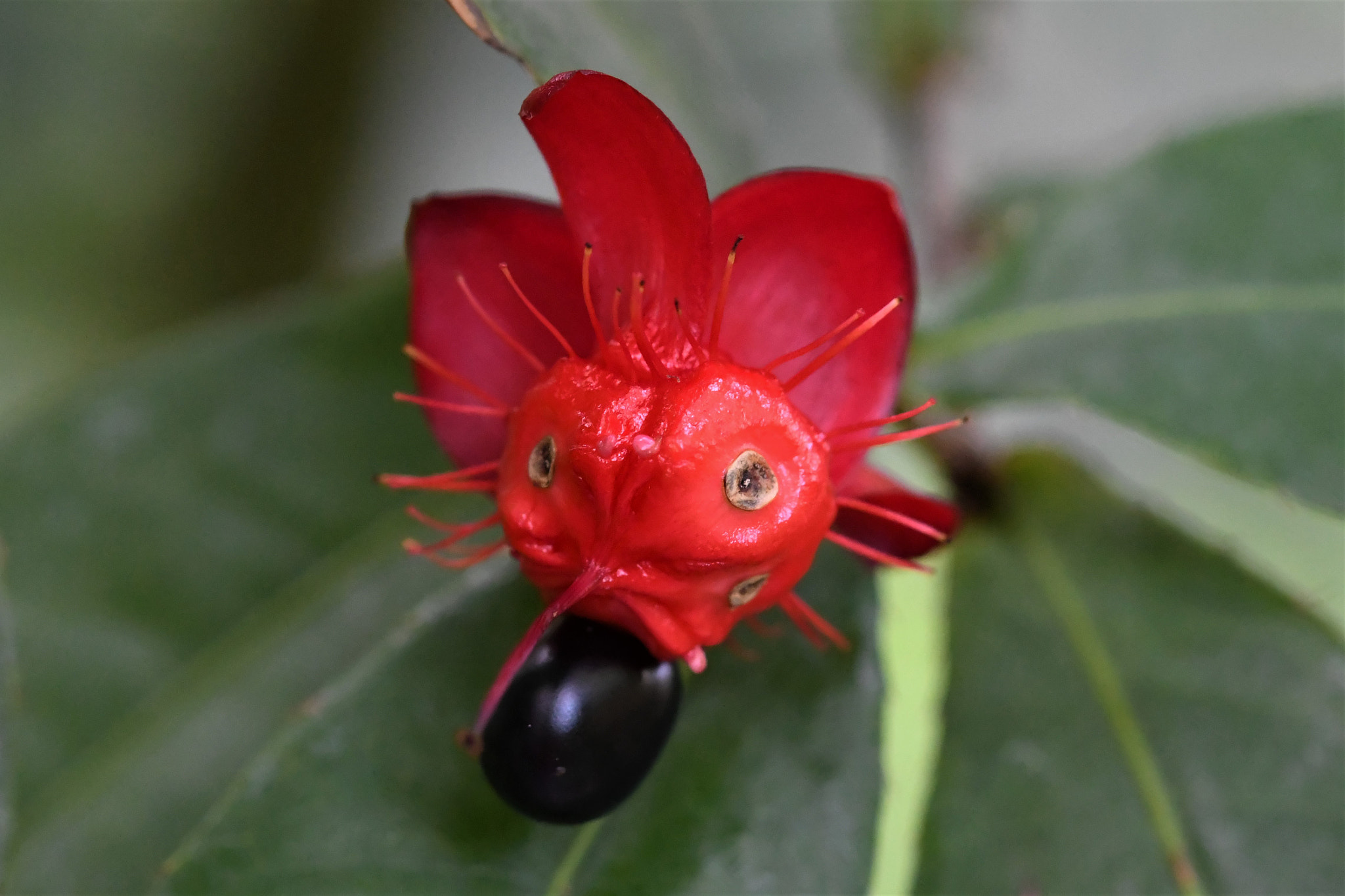 Sigma 105mm F2.8 EX DG OS HSM sample photo. Little red lion photography