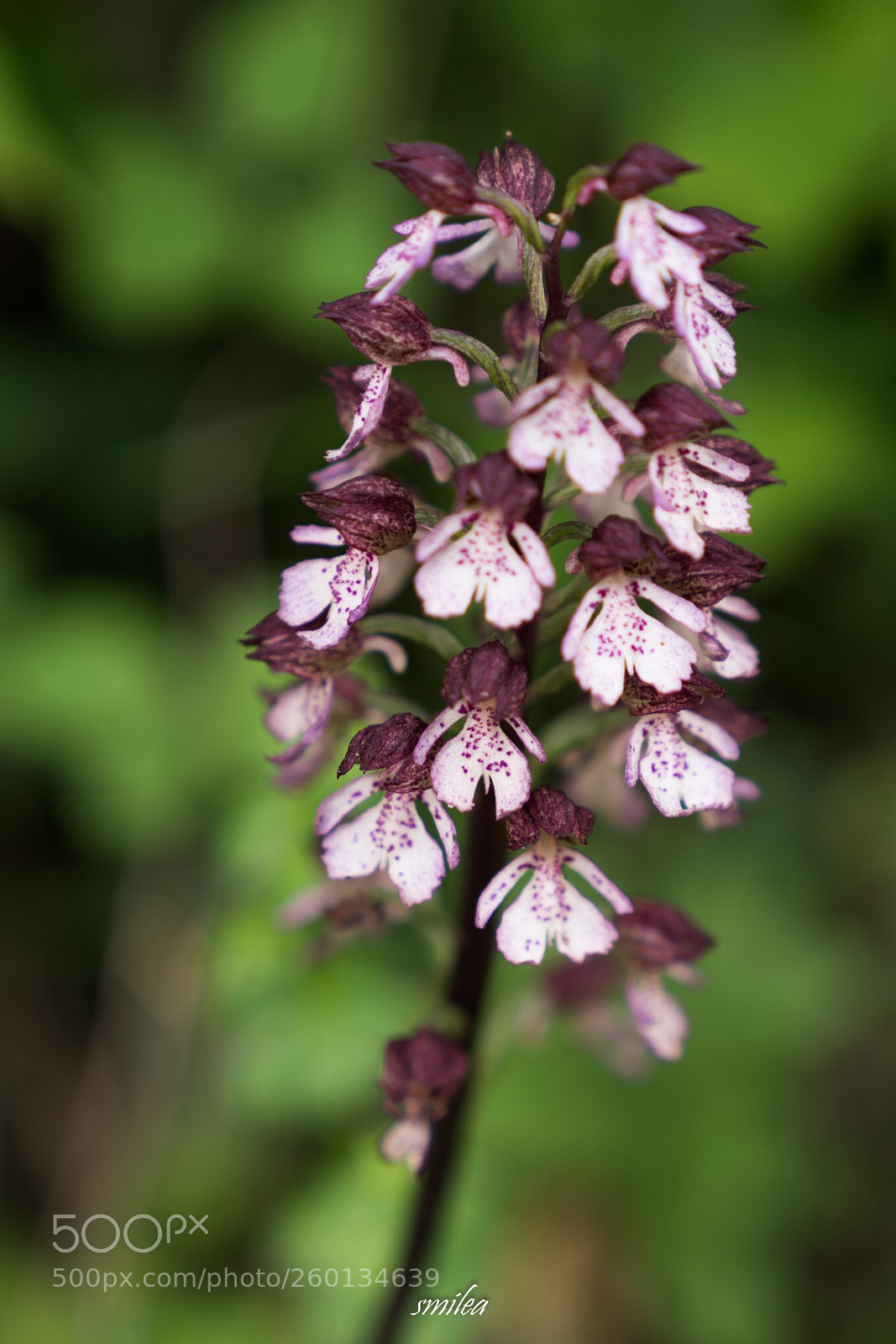 Sony a7R II sample photo. Orchis purpurea photography