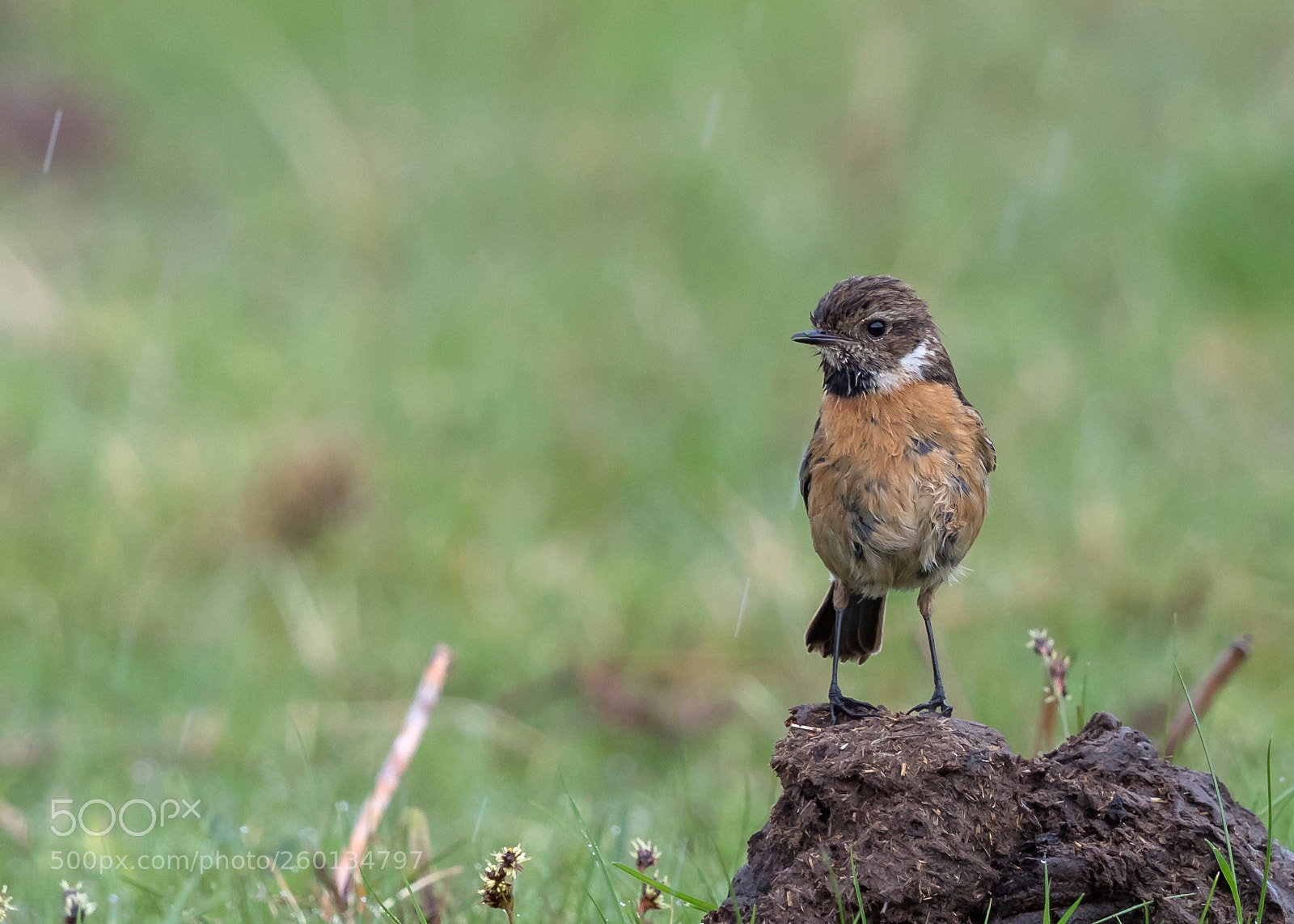 Canon EOS 5D Mark IV sample photo. Stonechat photography