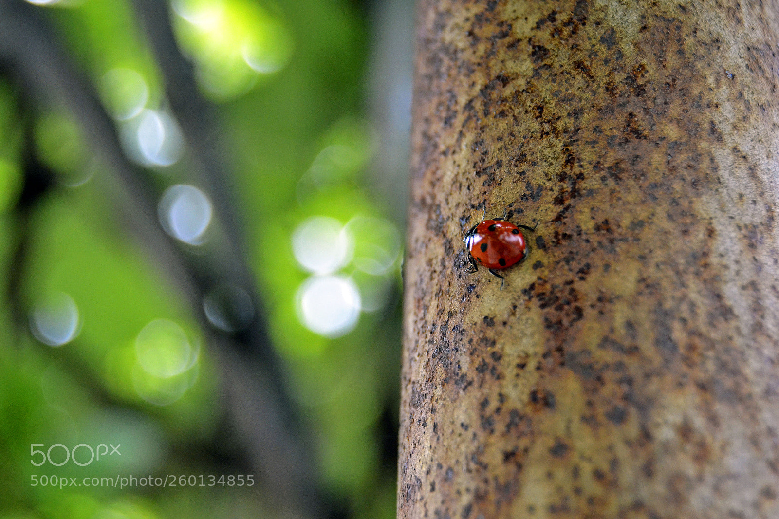 Nikon D3100 sample photo. Ladybug photography