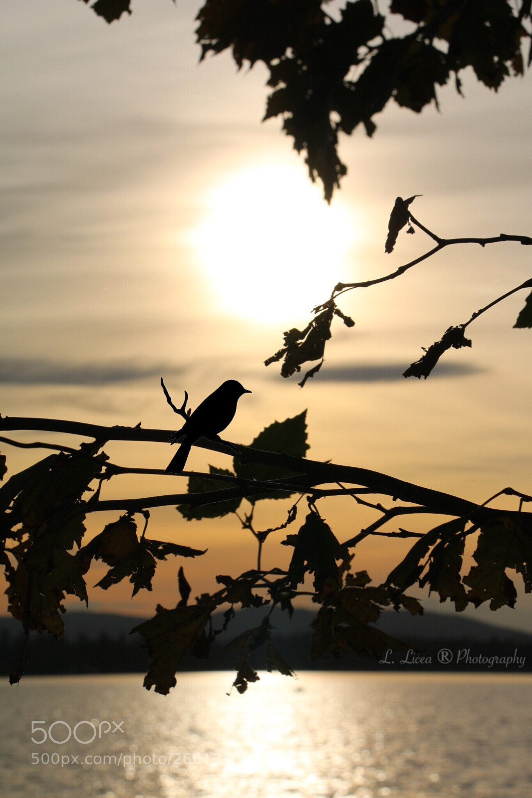 Canon EOS 70D sample photo. Caress of light 72 photography