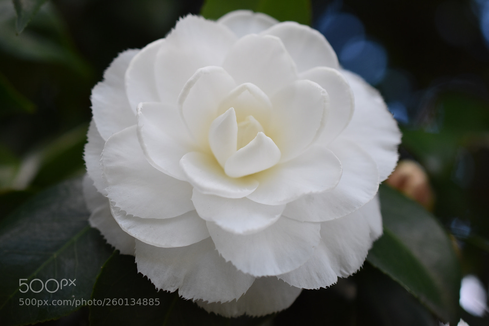 Nikon D3400 sample photo. Elegance in white photography