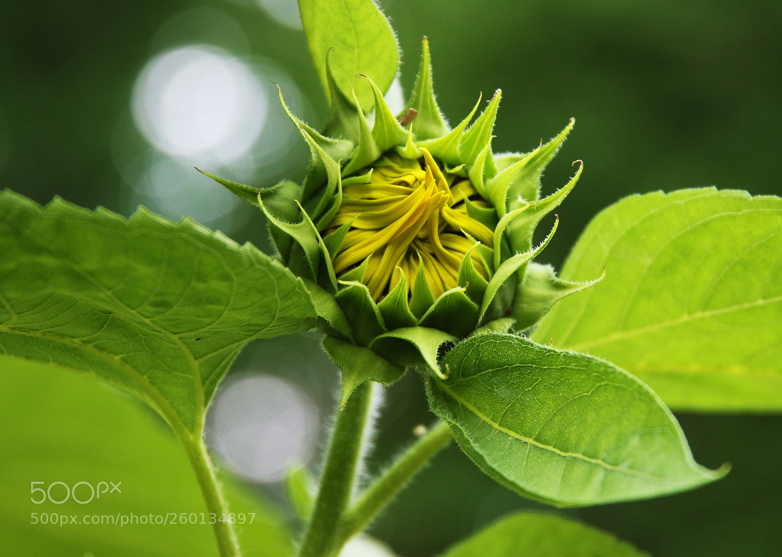 Canon EOS 7D Mark II sample photo. Not there yet! photography