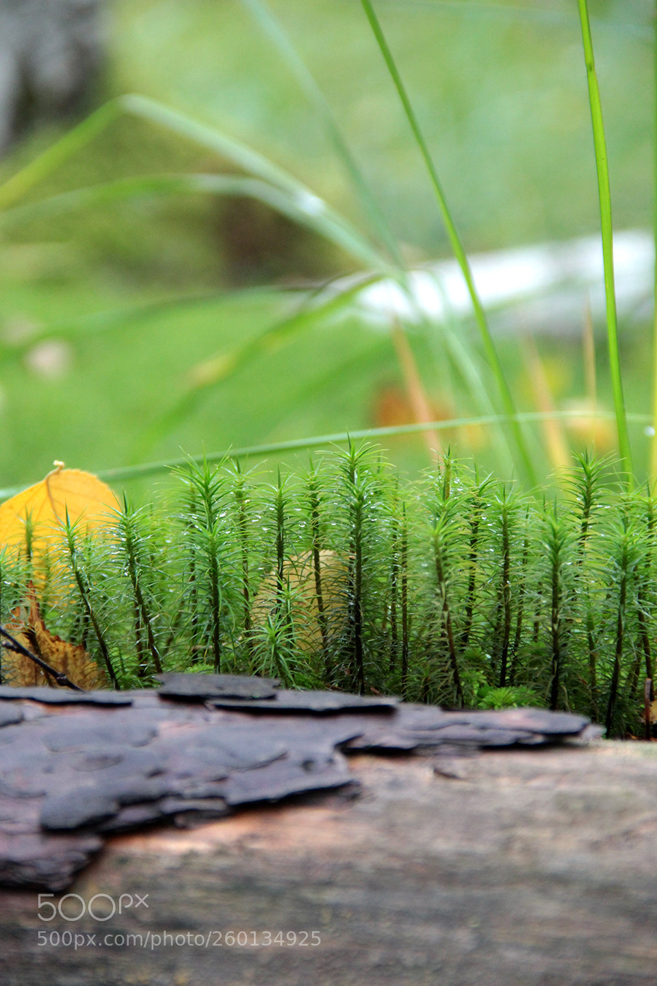 Canon EOS 60D sample photo. Img photography