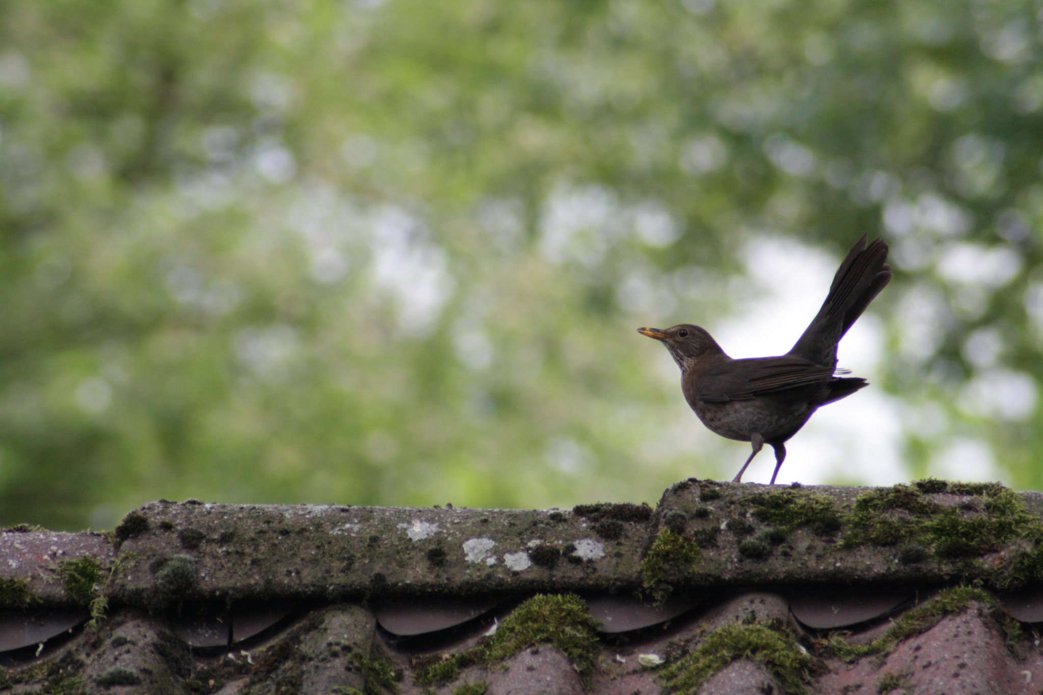 Canon EOS 1000D (EOS Digital Rebel XS / EOS Kiss F) sample photo. Black bird on top photography