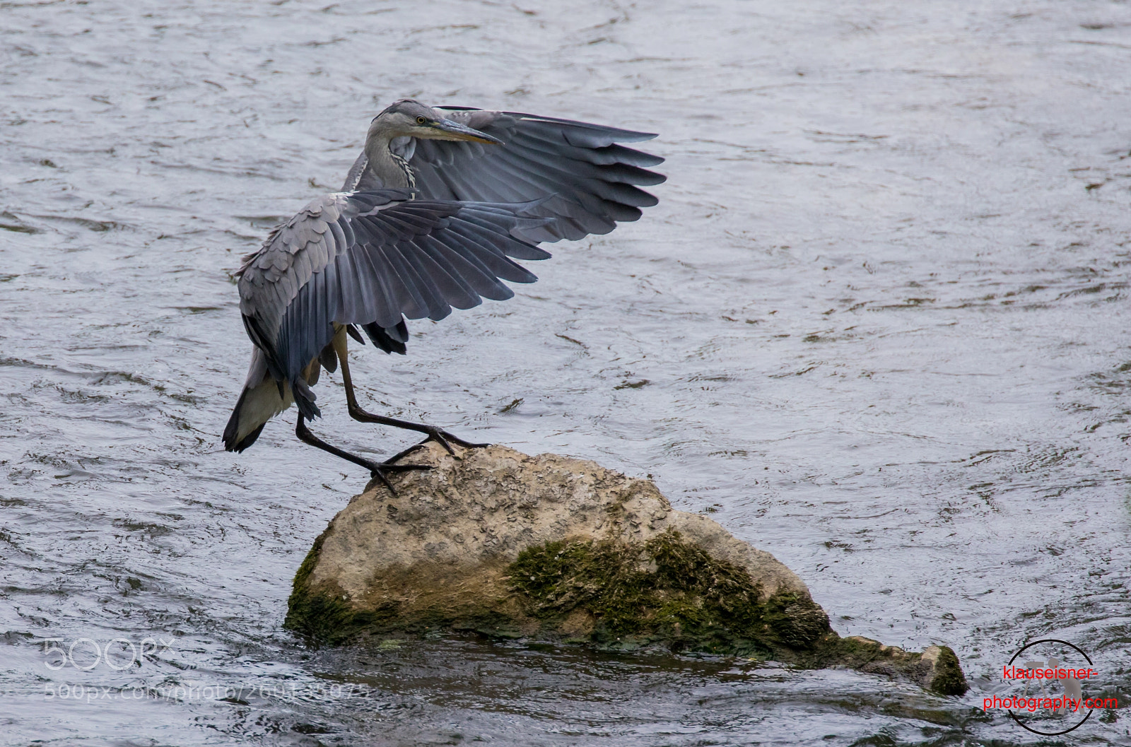 Canon EOS 5D Mark IV sample photo. Touch down grey heron photography