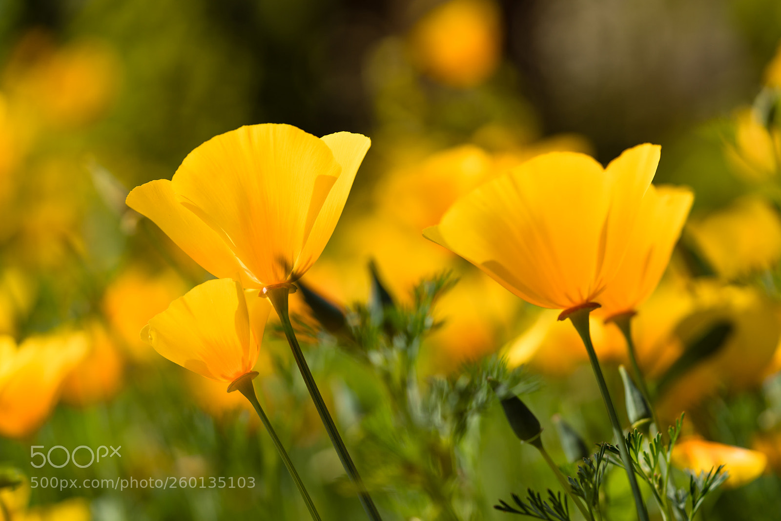 Sony a7R II sample photo. Golden poppy photography