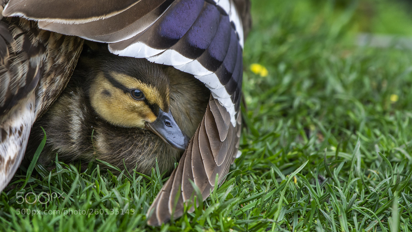 Nikon D7100 sample photo. Duckling sheltering under wing photography