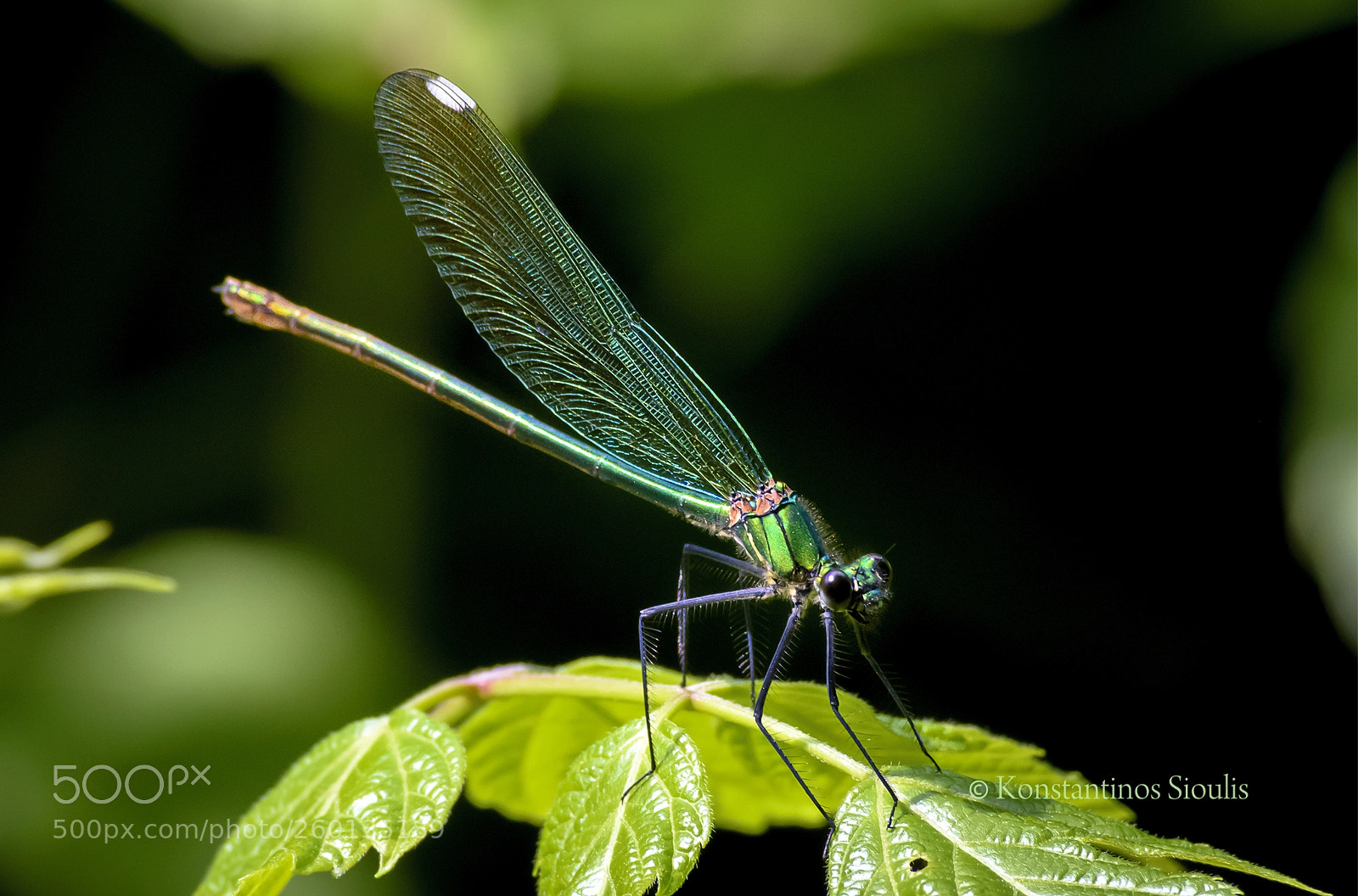 Nikon D7200 sample photo. Untitled photography