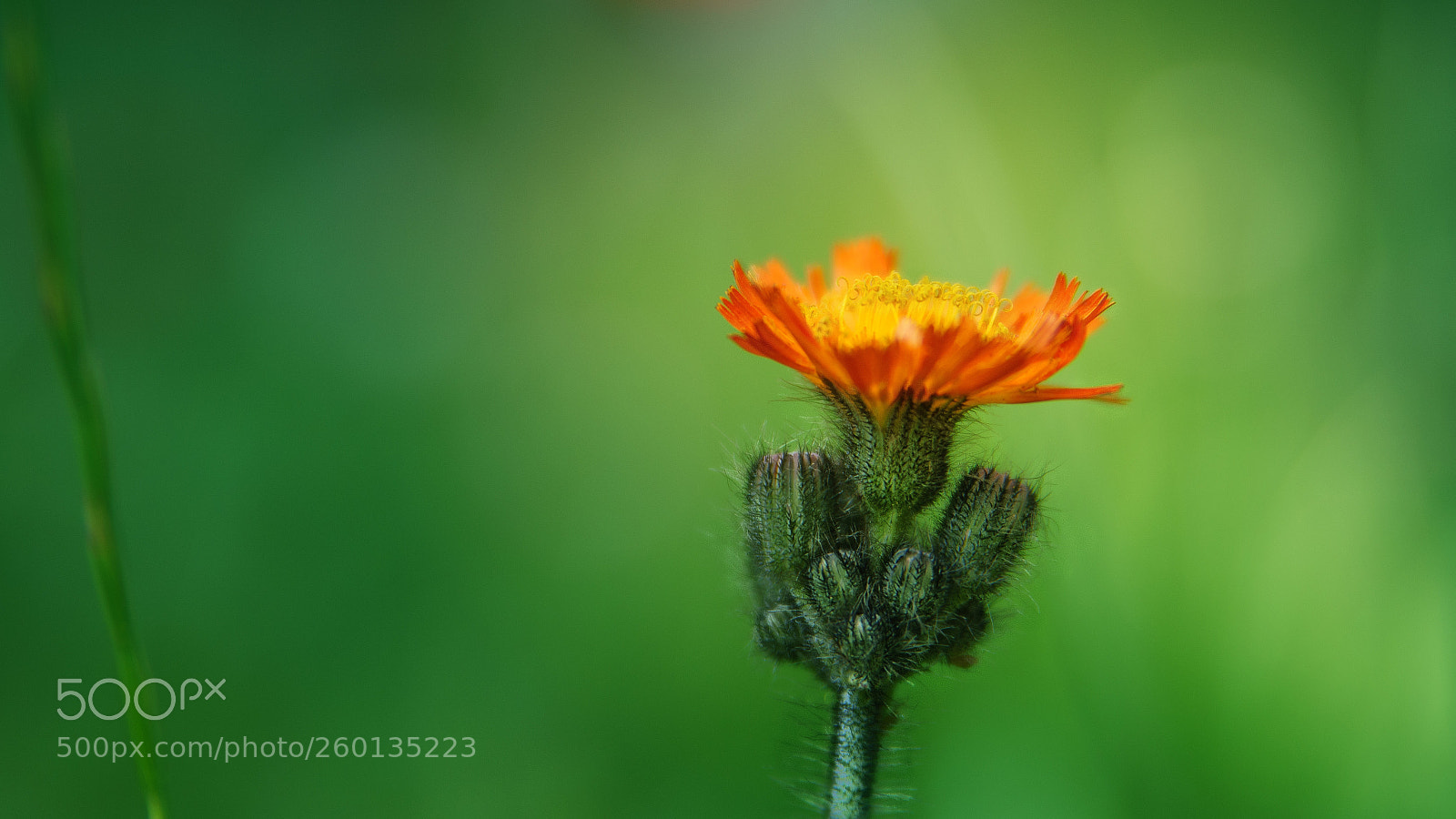 Sony Alpha a5000 (ILCE 5000) sample photo. Flower bokeh in green photography