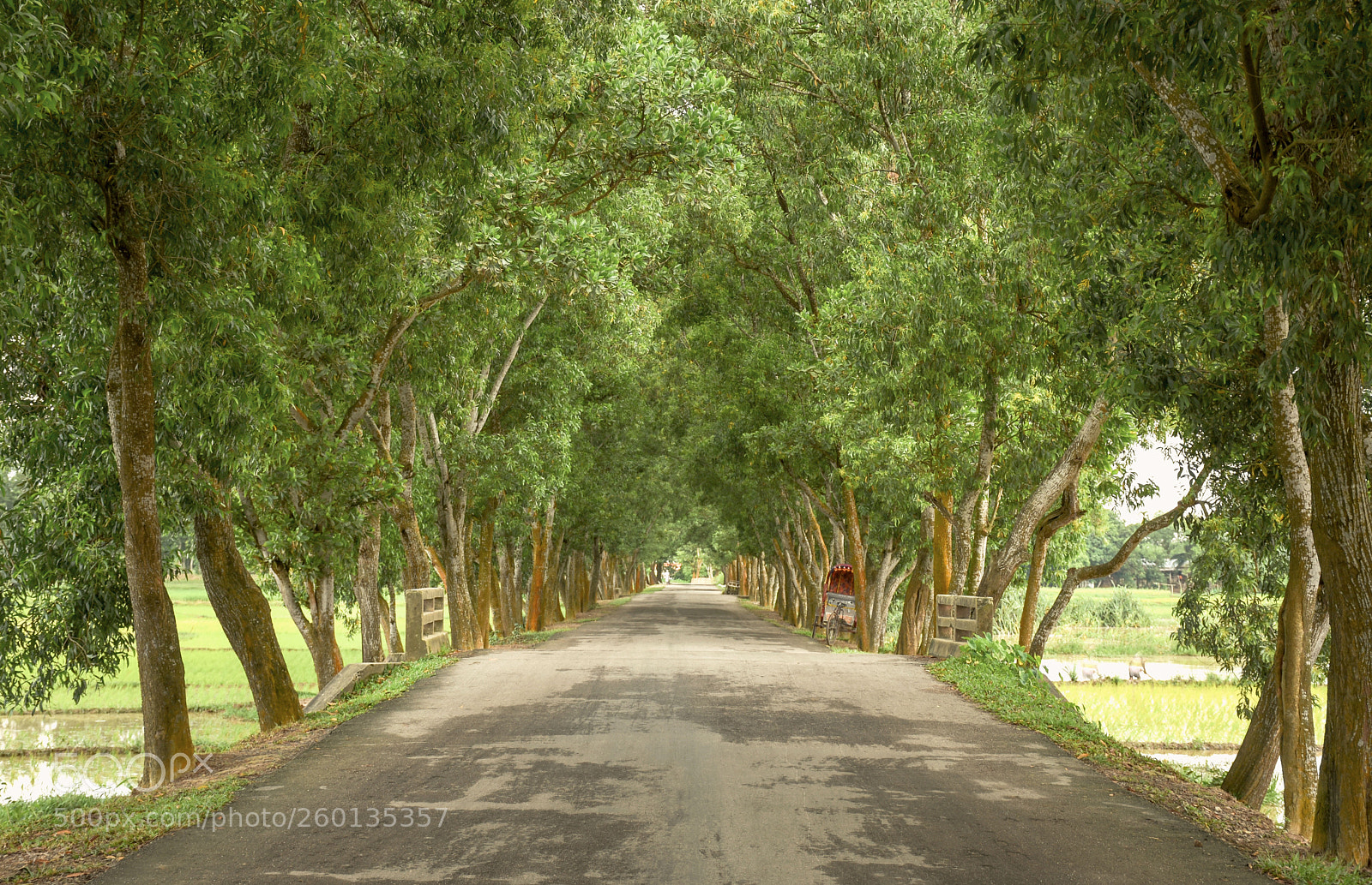Nikon D7200 sample photo. I am alone photography