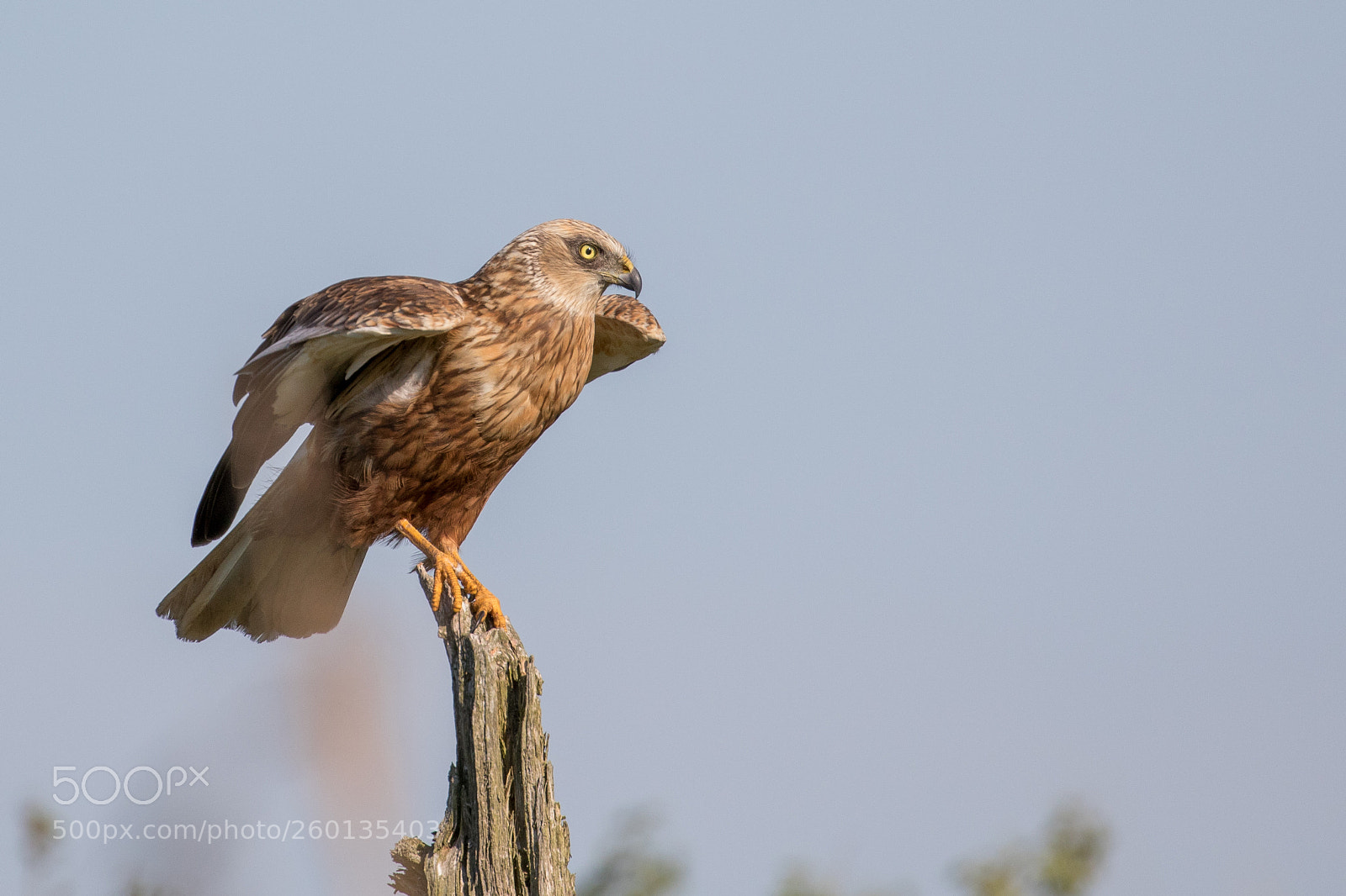 Canon EOS 7D Mark II sample photo. Marsh harrier photography