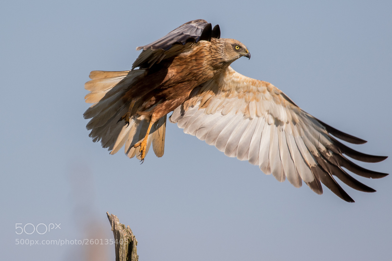 Canon EOS 7D Mark II sample photo. Marsh harrier photography